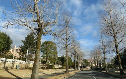超高級住宅地 ワンハンドレッドヒルズ を見る 街あるき発見伝 超高級住宅地 ワンハンドレッドヒルズ を見る 街あるき発見伝