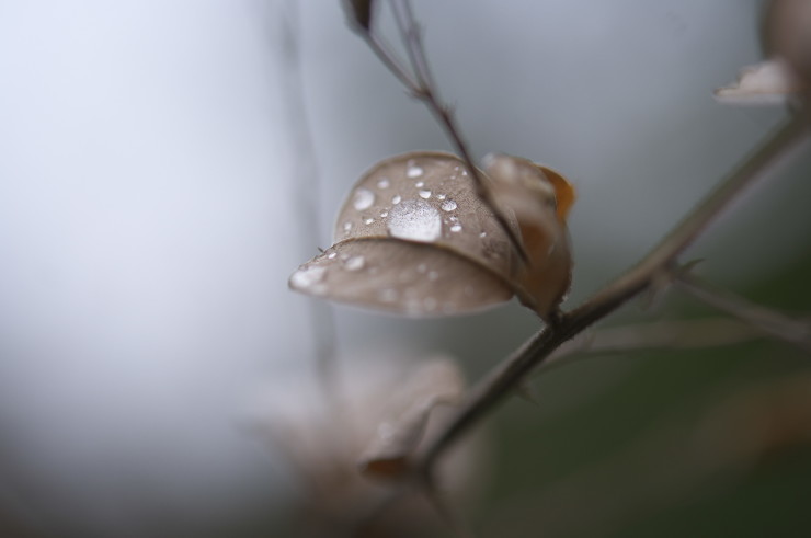 雨の日_e0342136_15201853.jpg