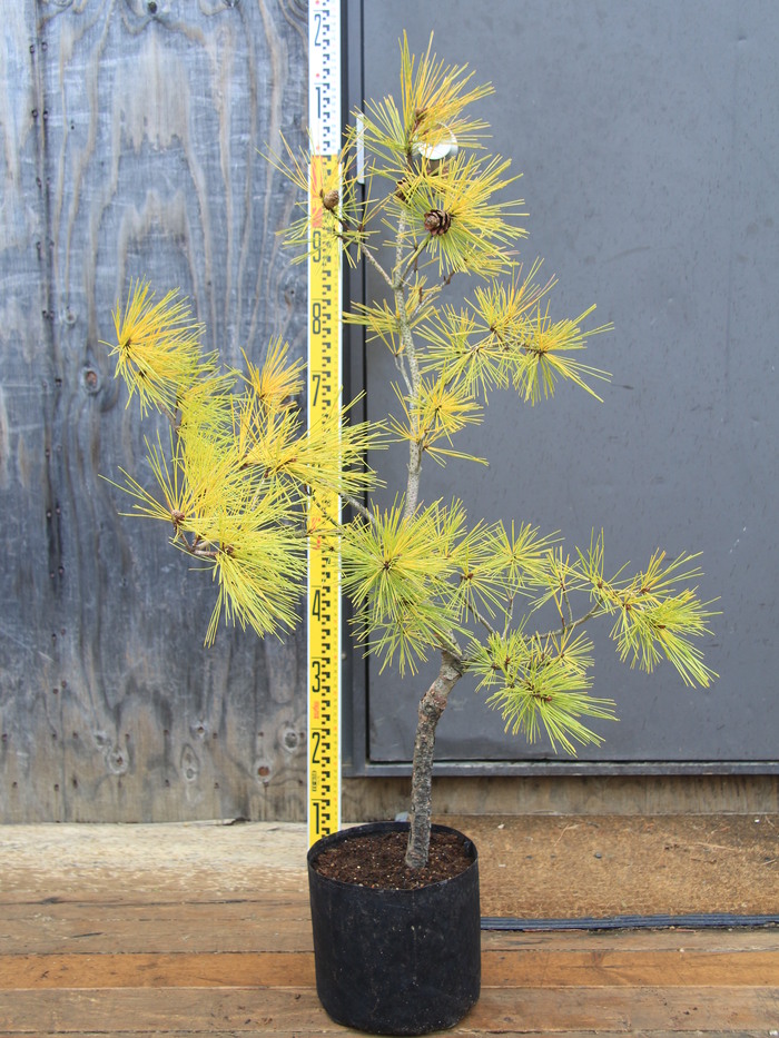 オウゴンマツ 黄金松 黄金黒松 珍品 希少品 販売 画像 写真 価格 値段