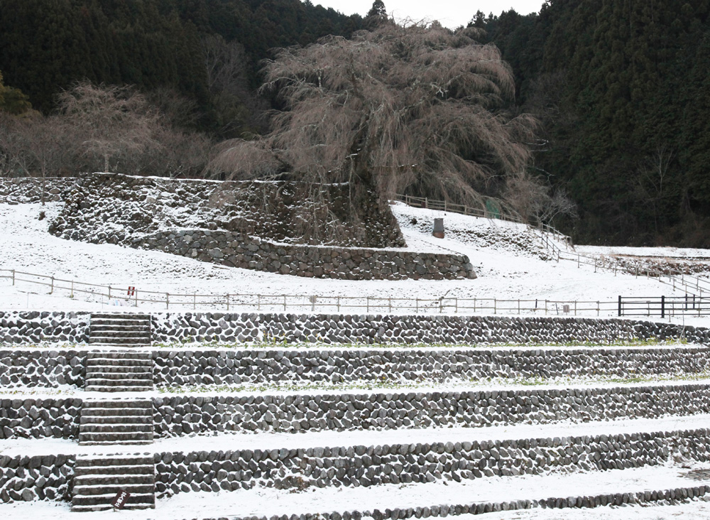 宇陀市 又兵衛桜 雪景色 魅せられて大和路 宇陀市 又兵衛桜 雪景色 魅せられて大和路