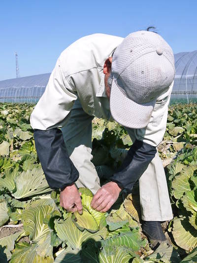 有機栽培キャベツ 無農薬ゆえのリスクと安全へのこだわり_a0254656_19115593.jpg