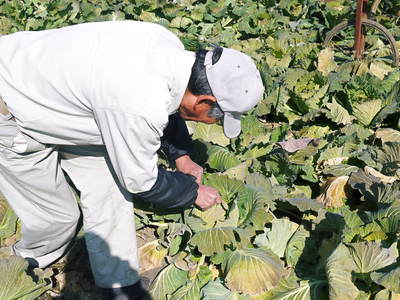 有機栽培キャベツ 無農薬ゆえのリスクと安全へのこだわり_a0254656_1917842.jpg