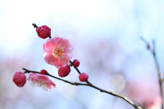 鎌倉の梅　～宝戒寺～　（2016.02.11）_a0216884_19404721.jpg