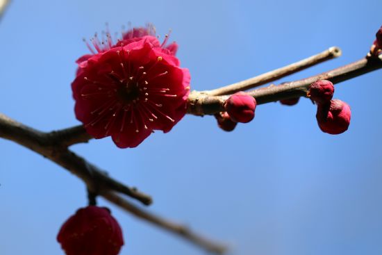 鎌倉の梅　～宝戒寺～　（2016.02.11）_a0216884_1948510.jpg