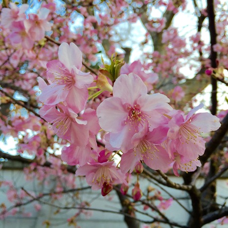 河津桜_f0218886_18405677.jpg