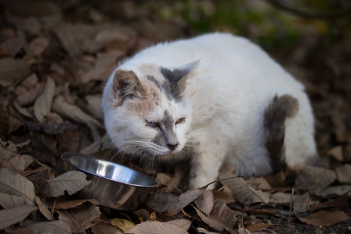 原色「桜猫」図鑑　-　厳冬編_d0353489_21322430.jpg