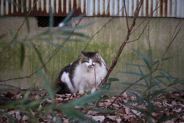 原色「桜猫」図鑑 - 厳冬編_d0353489_21333140.jpg