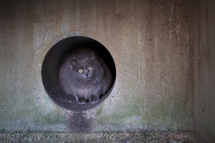 原色「桜猫」図鑑 - 厳冬編_d0353489_2163138.jpg