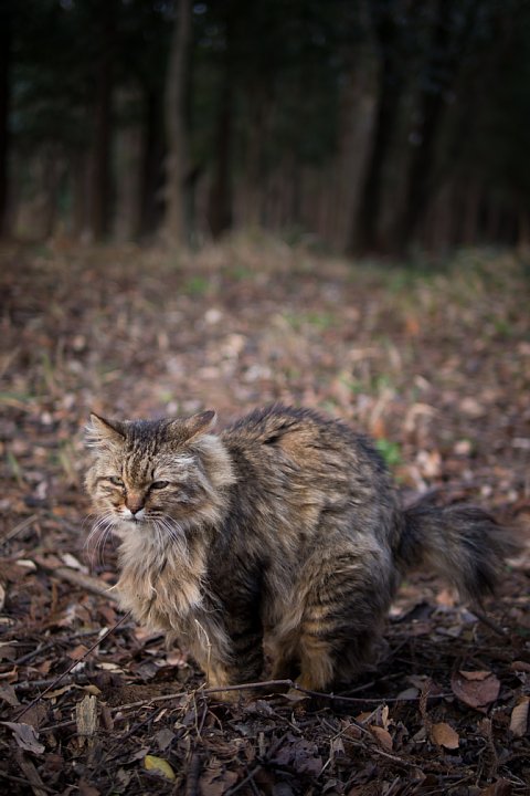 原色「桜猫」図鑑 - 厳冬編_d0353489_22103975.jpg