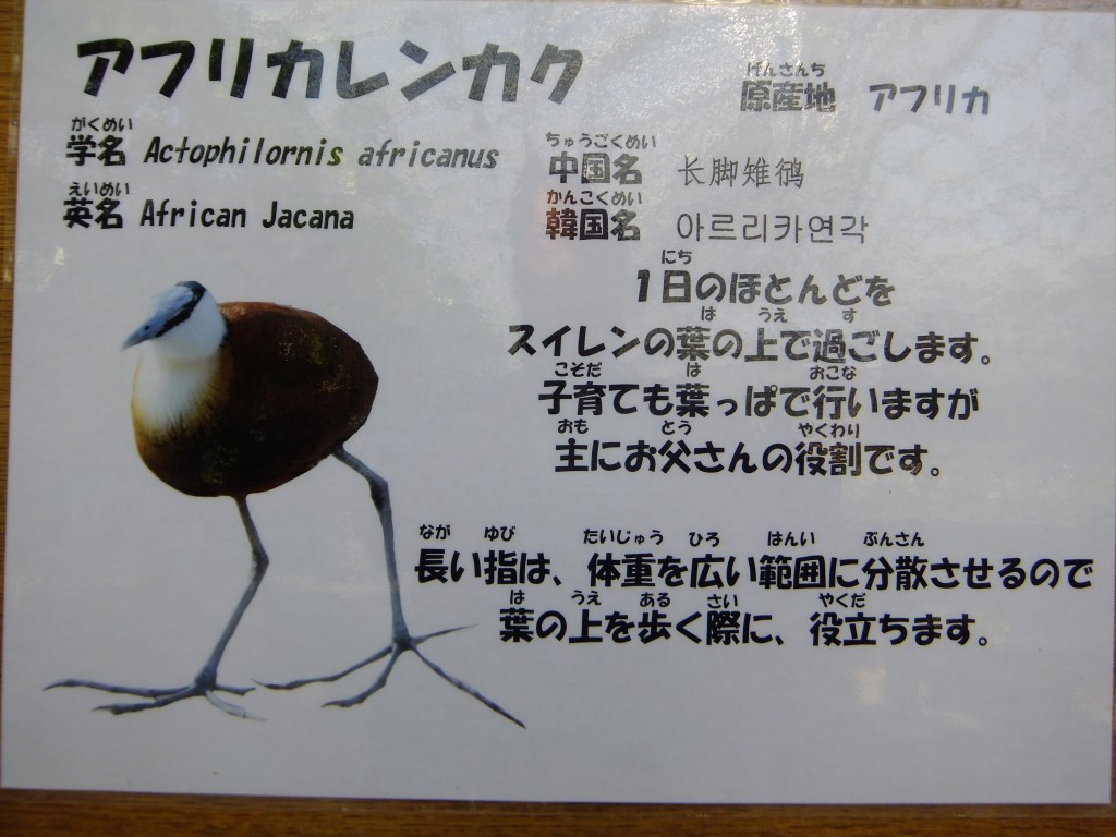 アフリカレンカク 富士山大好き 写真は最高 アフリカレンカク 富士山大好き 写真は最高