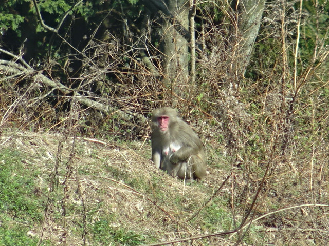 野性のサルに出会ったらの注意点・・・2016/2/16_f0231709_16355776.jpg