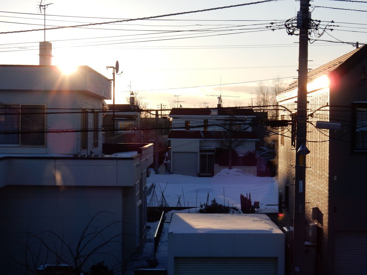 久しぶりの朝日の中シイタケの新芽_c0025115_19393507.jpg