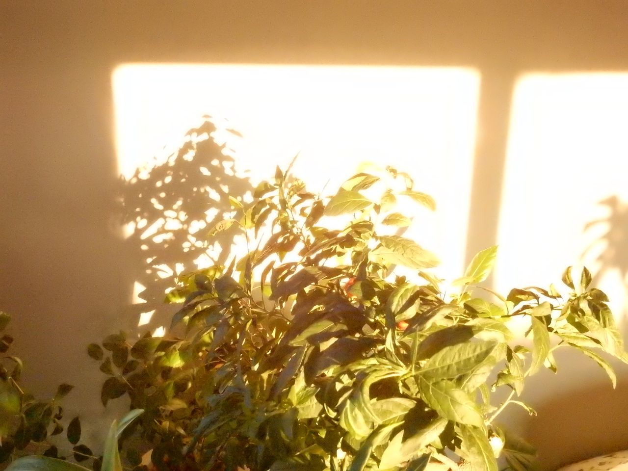 久しぶりの朝日の中シイタケの新芽_c0025115_19413958.jpg