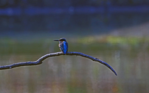 青い鳥見ぃ～つけた_d0156718_21104891.jpg