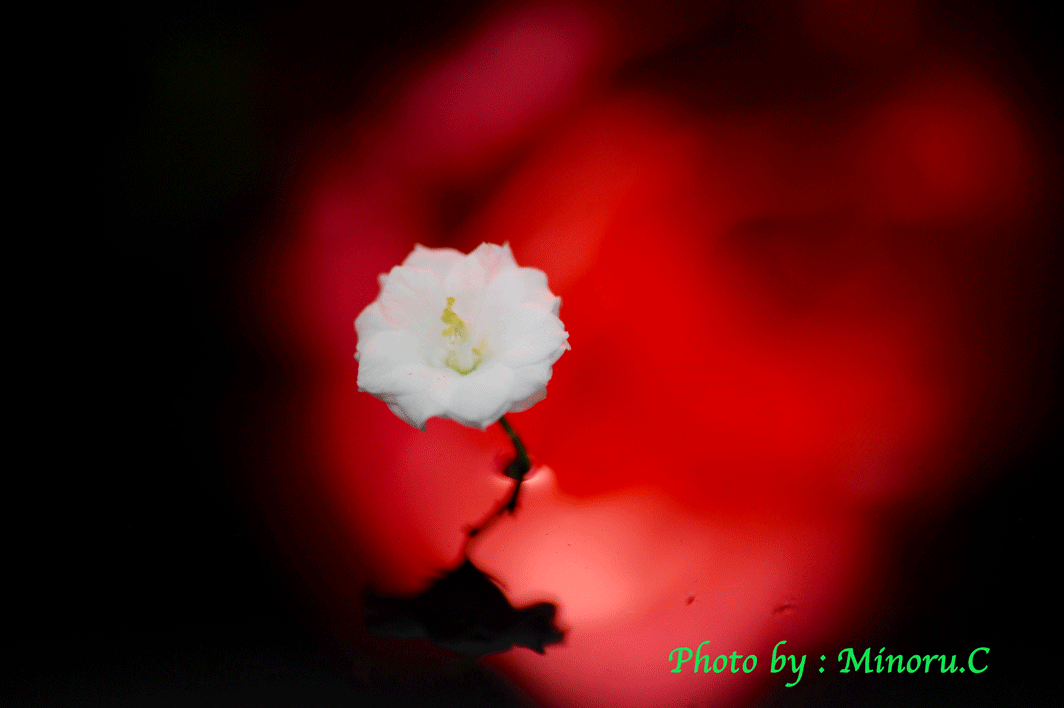 c0019131_8202118.gif