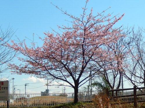 河津桜は満開..._b0137932_12584436.jpg