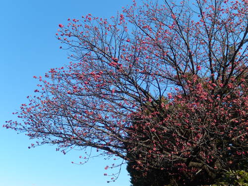 河津桜は満開..._b0137932_1303128.jpg