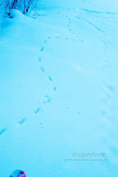 県森、Snow＊Diary②**儚い冬のあしあと_b0197639_2156259.jpg