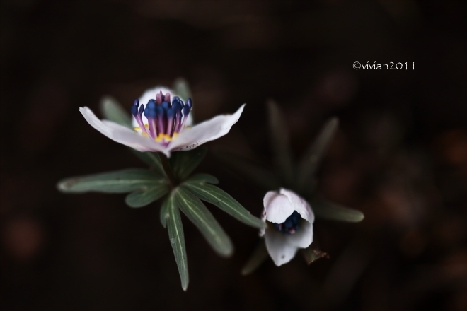 2月の写真クラブの撮影会 ~黒川の白鳥、花之江の郷~ そして写真展のご案内_e0227942_20253484.jpg