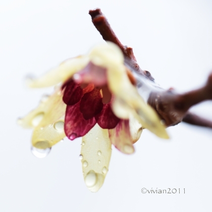 2月の写真クラブの撮影会 ~黒川の白鳥、花之江の郷~ そして写真展のご案内_e0227942_20314277.jpg