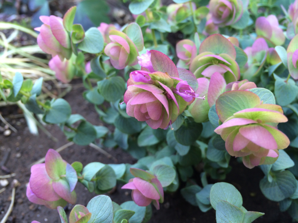 オレガノケントビューティー My Small Garden Sugar Plum オレガノケントビューティー My Small Garden Sugar Plum