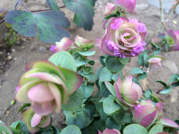 オレガノケントビューティー My Small Garden Sugar Plum オレガノケントビューティー My Small Garden Sugar Plum