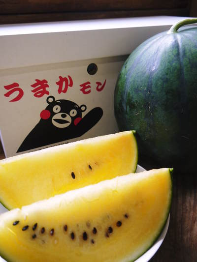 熊本スイカ『黒小玉ひとりじめbonbon』 5月中旬からの出荷に向けて苗床の様子(2016)_a0254656_16513727.jpg