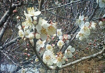春の匂い～♪_b0328361_21552115.jpg