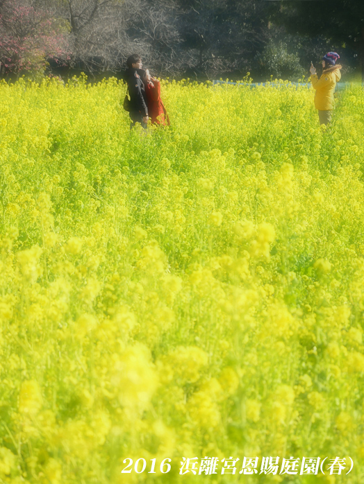 見頃ですよ 『浜離宮 菜の花2016』(2)_d0251161_07302225.jpg