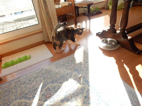 ’16,2,16(火)千倉のお花畑に行って来たYO!_f0060461_1074310.jpg
