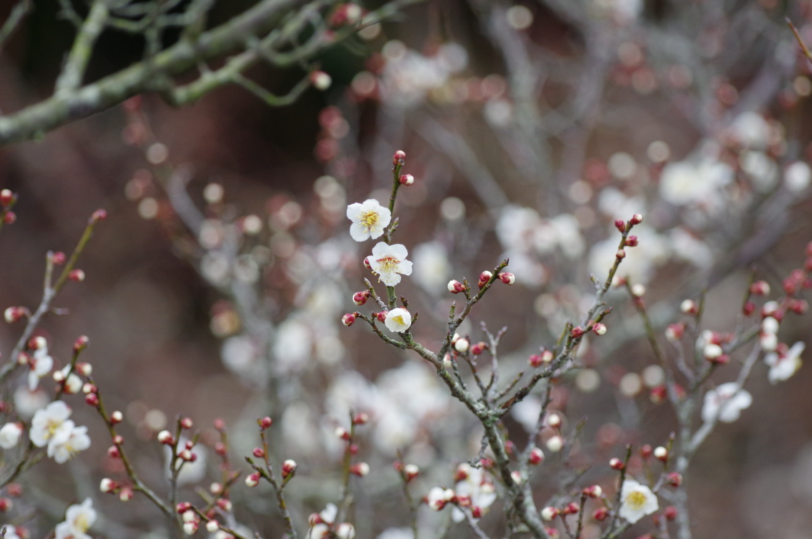 梅の花に_b0301570_06180405.jpg