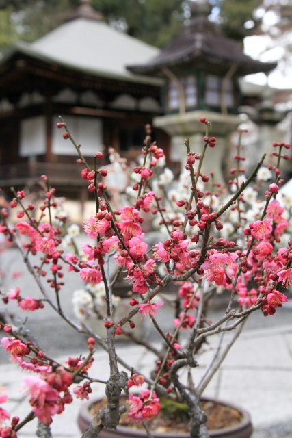 石山寺　無憂園にて_b0055171_2318555.jpg