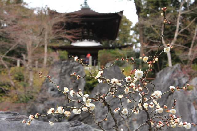 石山寺　無憂園にて_b0055171_2324823.jpg