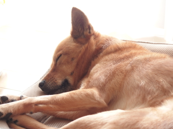 膀胱炎疑惑の茶色い犬 Sunny Side Upに醤油 膀胱炎疑惑の茶色い犬 Sunny Side Upに醤油