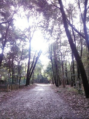 神社日和_f0298578_16290991.jpg