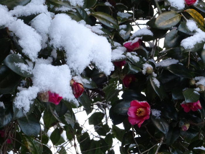 朝の雪景色。夕方には、ほとんど消えて・・・　　２０１６．２．１６_c0153880_20475478.jpg