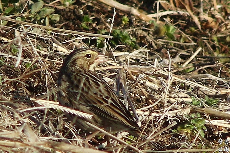 珍鳥・サバンナシトド_c0352582_23515264.jpg