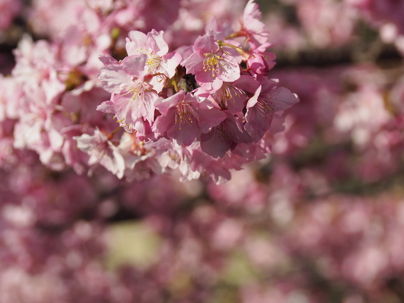 河津桜_d0020300_23102666.jpg