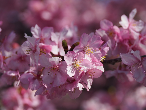 河津桜_d0020300_23124219.jpg