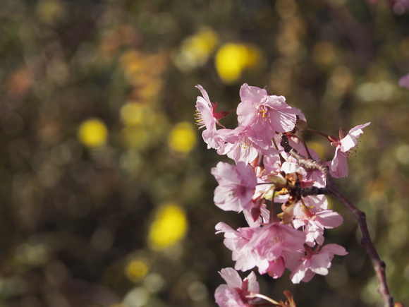 河津桜_d0020300_23155936.jpg