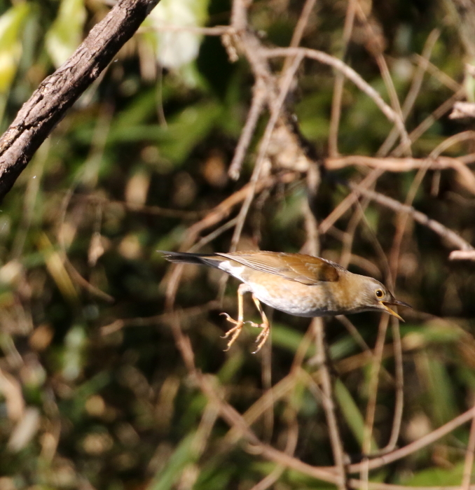 アカハラ＆シロハラ_c0319902_17473391.jpg