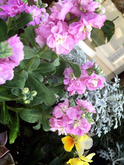 春に近づいていますね〜〜!_b0176010_11123978.jpg
