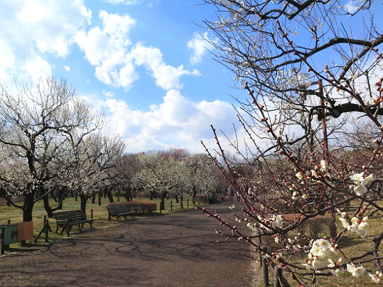 梅の花 府中郷土の森 Arekore 梅の花 府中郷土の森 Arekore