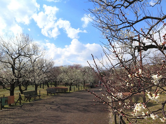 梅の花 府中郷土の森 Arekore