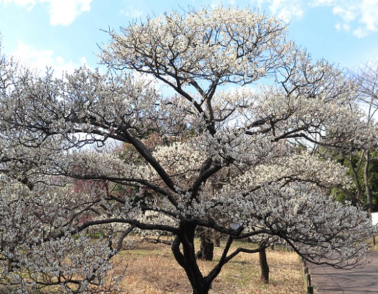 梅の花 府中郷土の森 Arekore