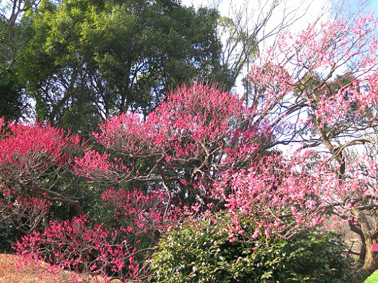 梅の花 府中郷土の森 Arekore