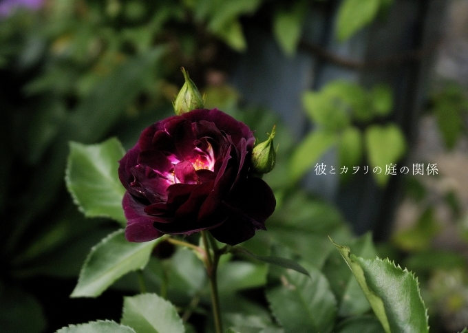 イマイチだった薔薇たち : 彼とカヲリの庭の関係