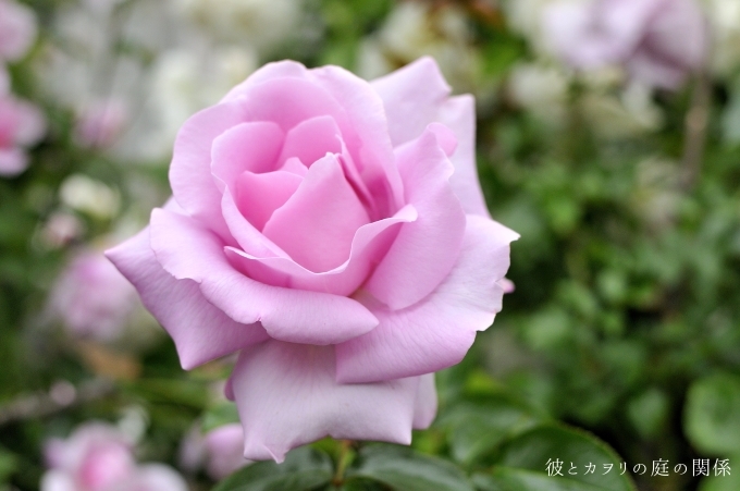 イマイチだった薔薇たち : 彼とカヲリの庭の関係 イマイチだった薔薇たち : 彼とカヲリの庭の関係