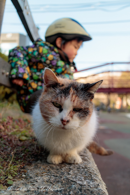 猫のいる風景　子供が苦手な三毛ちゃん_b0133053_0364695.jpg