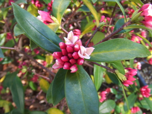 紙芝居活動は今月4回目_c0367054_14543305.jpg